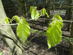 SoS[22] - shivering beech leaves