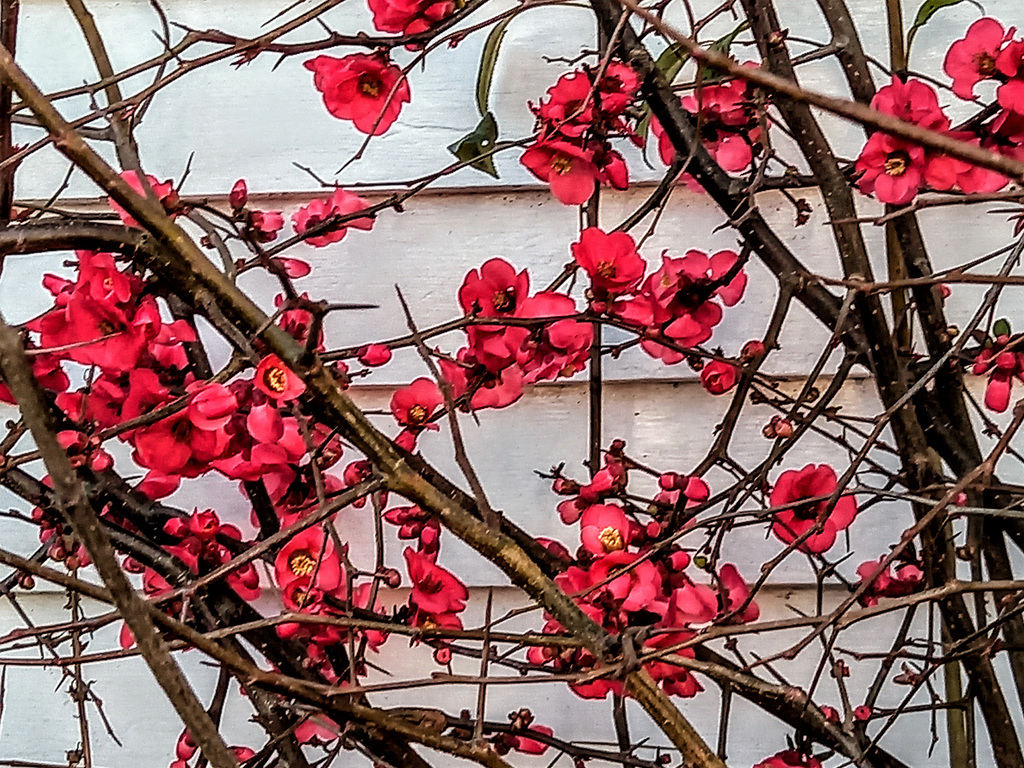 Our Japonica Flowering