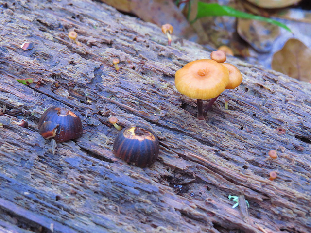 Little fungi and acorns