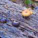 Little fungi and acorns