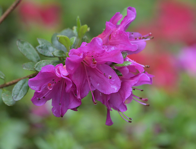 Azalea