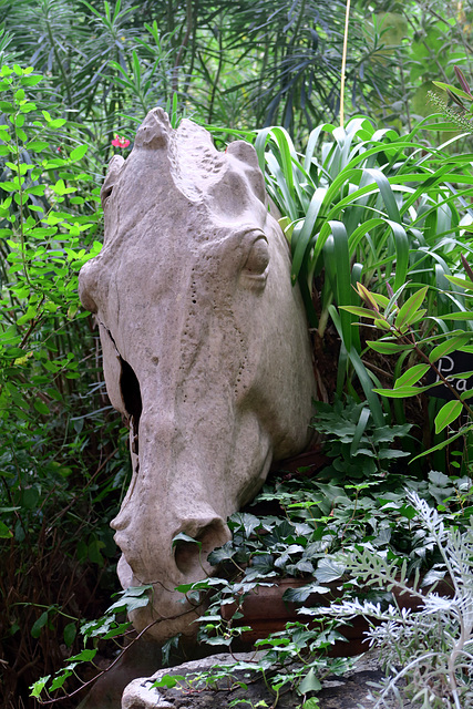 IMG 3561-001-Horse Head