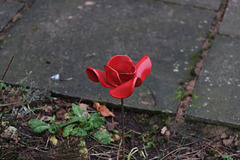 Red Poppy day