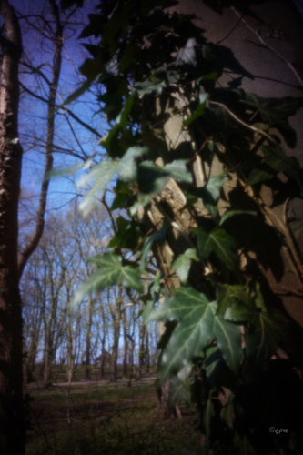 Forest Pinhole #1