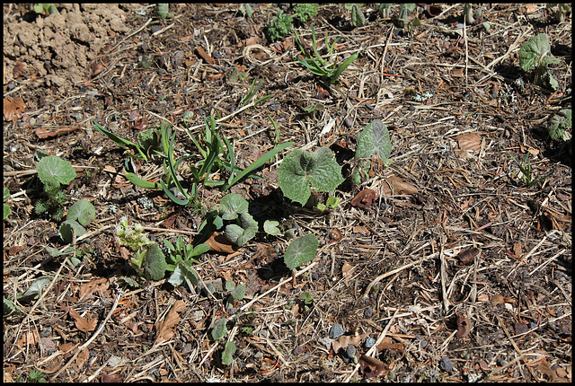 Petasites alba (6)