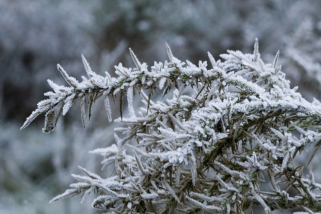 Frosty gorse 3