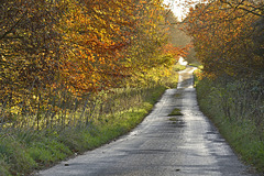 Forest road in autumn, North Yorkshire