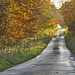 Forest road in autumn, North Yorkshire