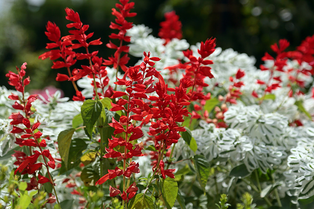 Generalife - Rote und weiße Blumen