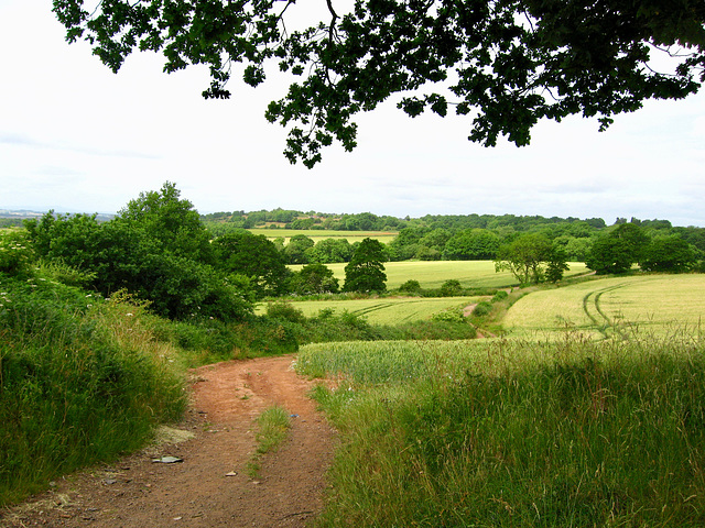 Looking towards Park Coppice