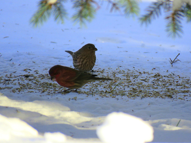 A pair of house finches