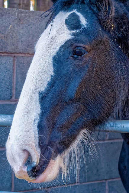 Shire horse close up