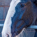 Shire horse close up