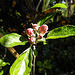 20200419 7255CPw [D~LIP] Apfelbaum (Cox Orangen-Renetter Malus), Blütenknospen, Bad Salzuflen