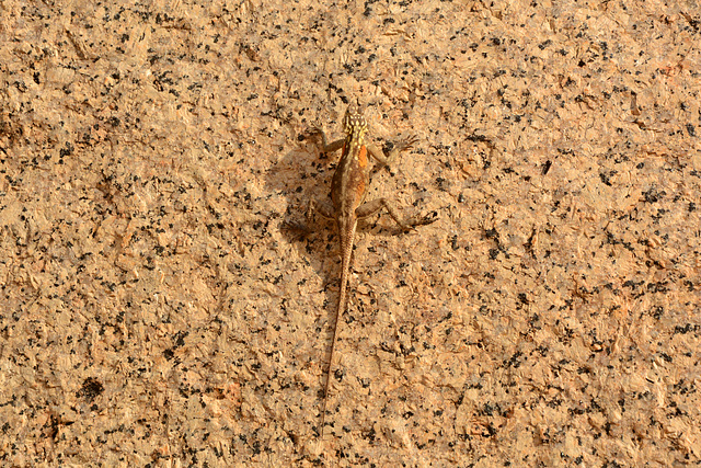 Namibia, African Lizard in the Spitzkoppe Mountains