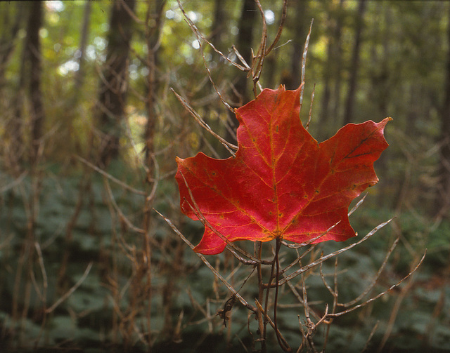 38/50 maple leaf, feuille d'érable