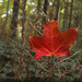 38/50 maple leaf, feuille d'érable