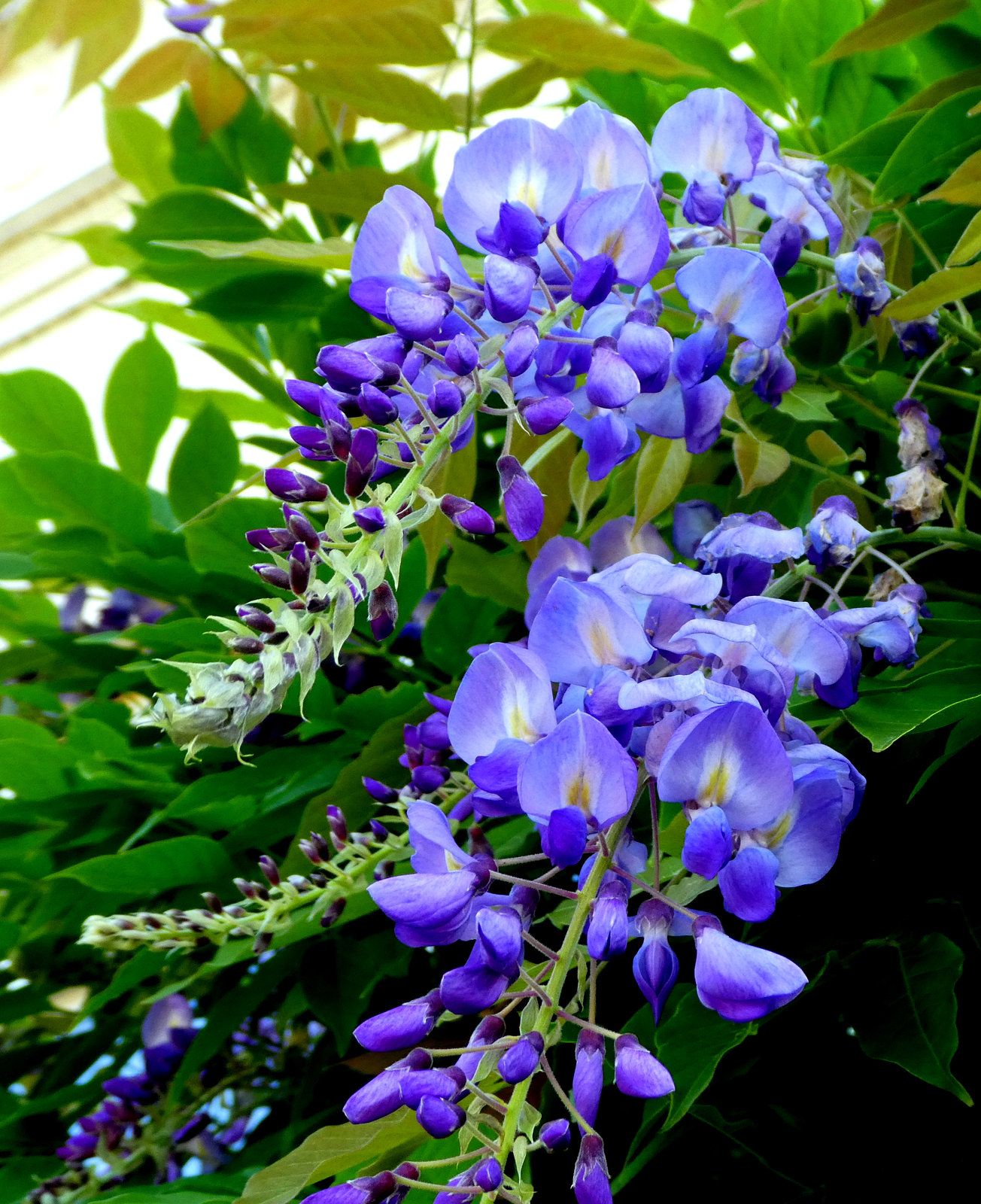 Fleurs Bleues