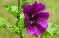 20200611 8333CPw [D~LIP] Wilde Malve (Malva sylvestris), Rüsselkäfer, Bad Salzuflen