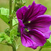 20200611 8333CPw [D~LIP] Wilde Malve (Malva sylvestris), Rüsselkäfer, Bad Salzuflen