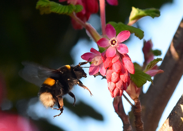 Hummel im Anflug auf eine Johannisbeerblüte