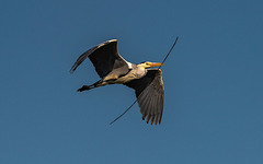 Heron