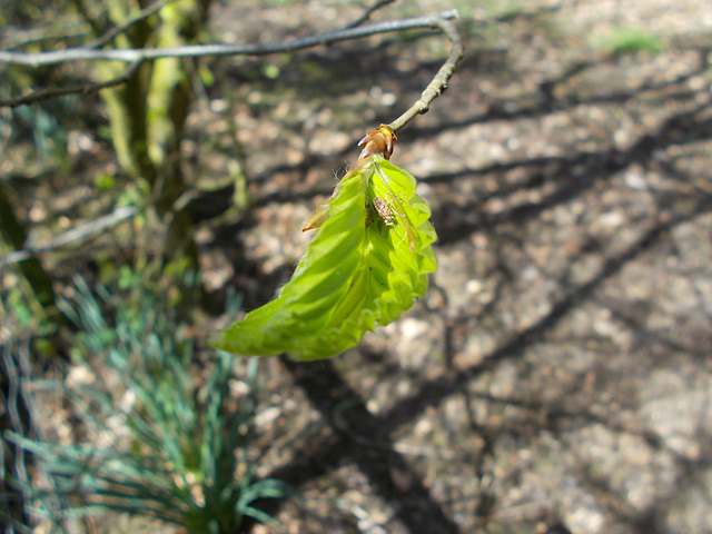 SoS[22] - Beech, very new leaves