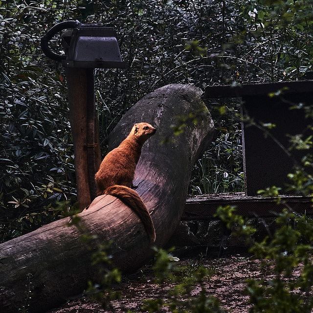 Tiergarten Nürnberg