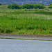 Black tailed godwit flock