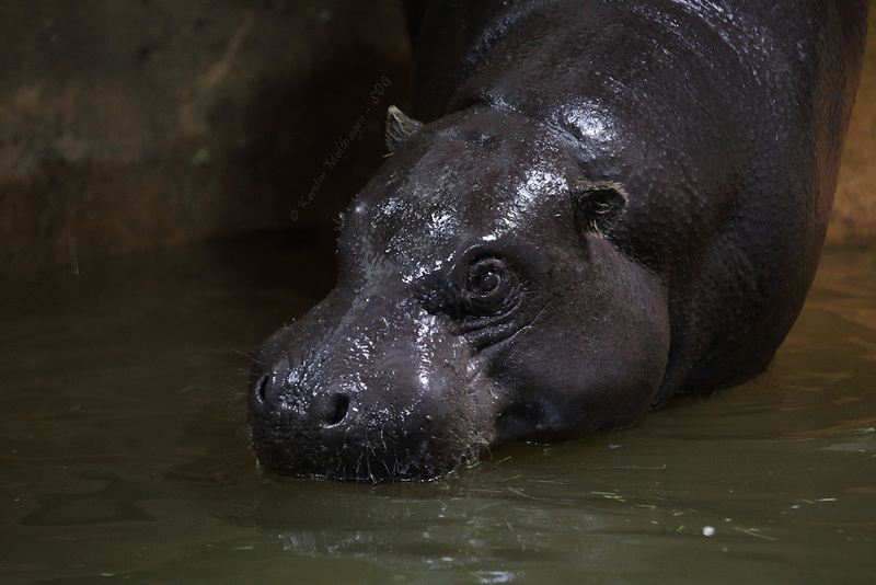 Papa Zwergflußpferd (Zoo Zürich)