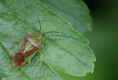 Birch Shieldbug (Nephrotoma appendiculata)  Jn11