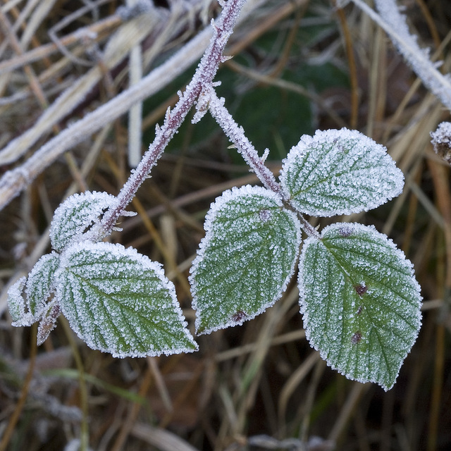 Frosty brambles