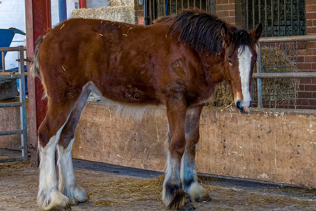 Shire horse foal (1)