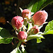 20200419 7256CPw [D~LIP] Apfelbaum (Cox Orangen-Renetter Malus), Blütenknospen, Bad Salzuflen