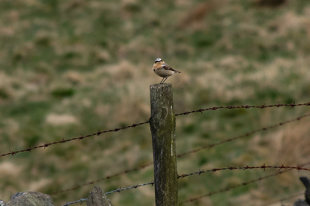 Wheatear