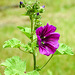 20200611 8334CPw [D~LIP] Wilde Malve (Malva sylvestris), Rüsselkäfer, Bad Salzuflen