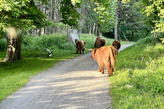 Highland cattle