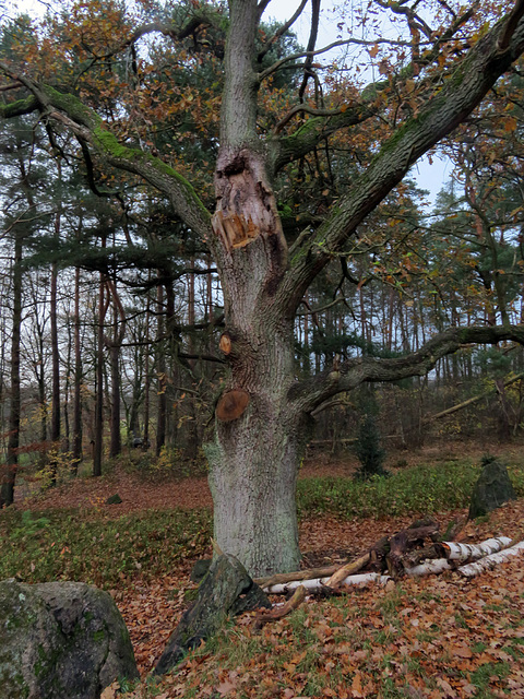 Alter Baum