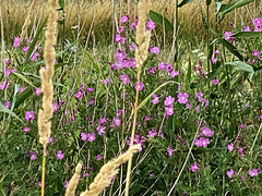 Sommerfarben in der freien Natur