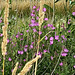 Sommerfarben in der freien Natur