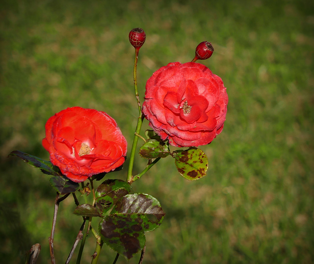 last red roses