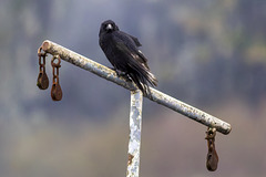 Carrion Crow