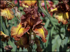 Iris Autumn Echo