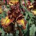 Iris Autumn Echo