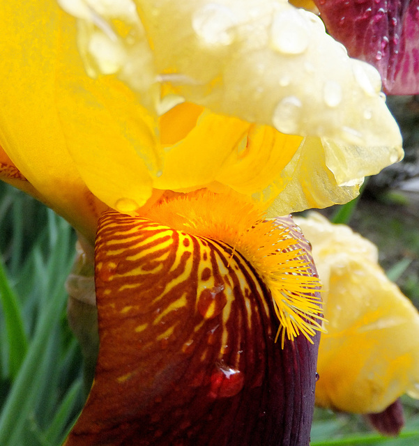 Der Bart der Bart-Lilie (Iris).  ©UdoSm