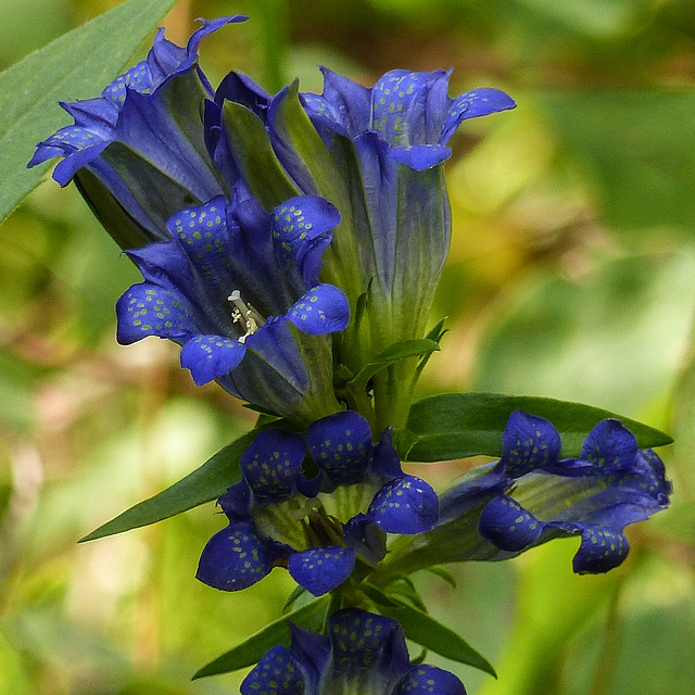 Prairie Gentian / Gentiana affinis