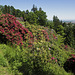 Blooming of Rhododendrons in the Burcina Park, Biella, Italy