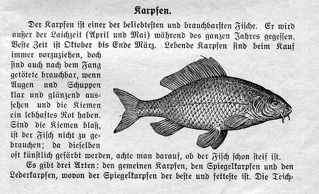 Der brauchbarste Fisch!