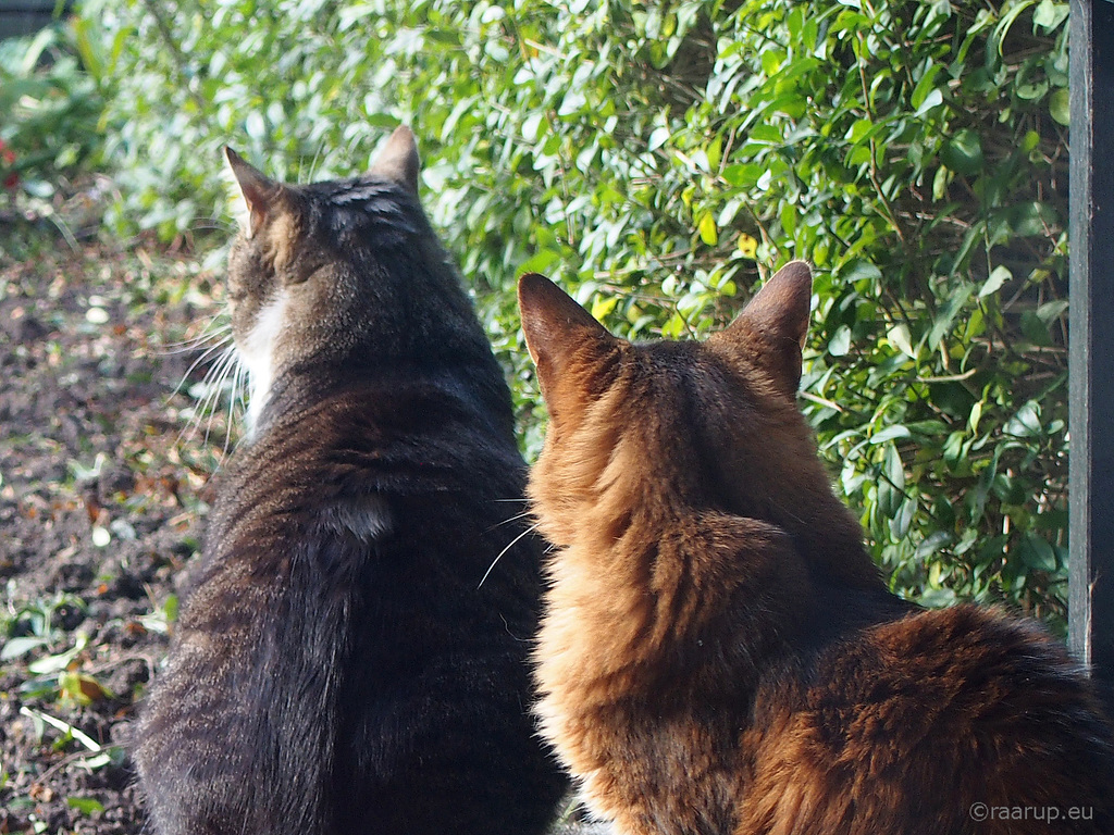 Bird watchers - Explored 12.10.2017, #228