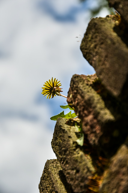 Lichtblick